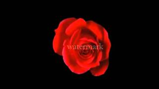 red rose in bloom..... screenshot 3