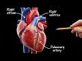Your Heart Is Secretly A High-Pressure Biological Weapon