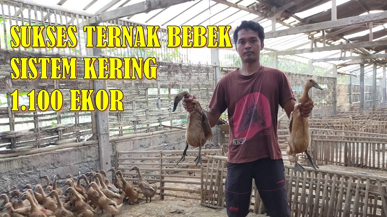Cara Ternak bebek Petelur Sukses, Berawal dari Pelihara 30 Ekor