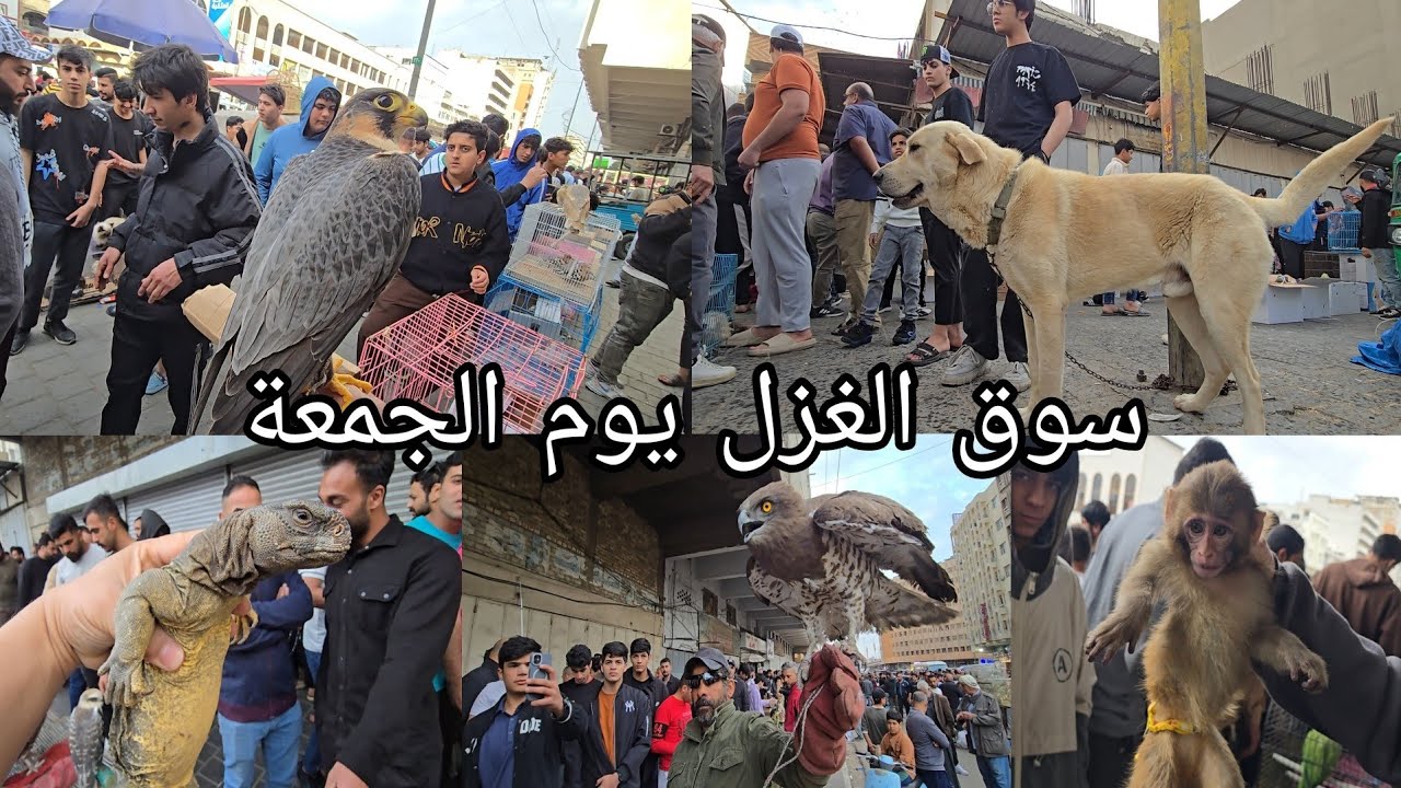 سوق الغزل يوم الجمعة بداية الموسم انواع الحيوانات والطيور  النادرة والجميلة في العراق 2025/3/21