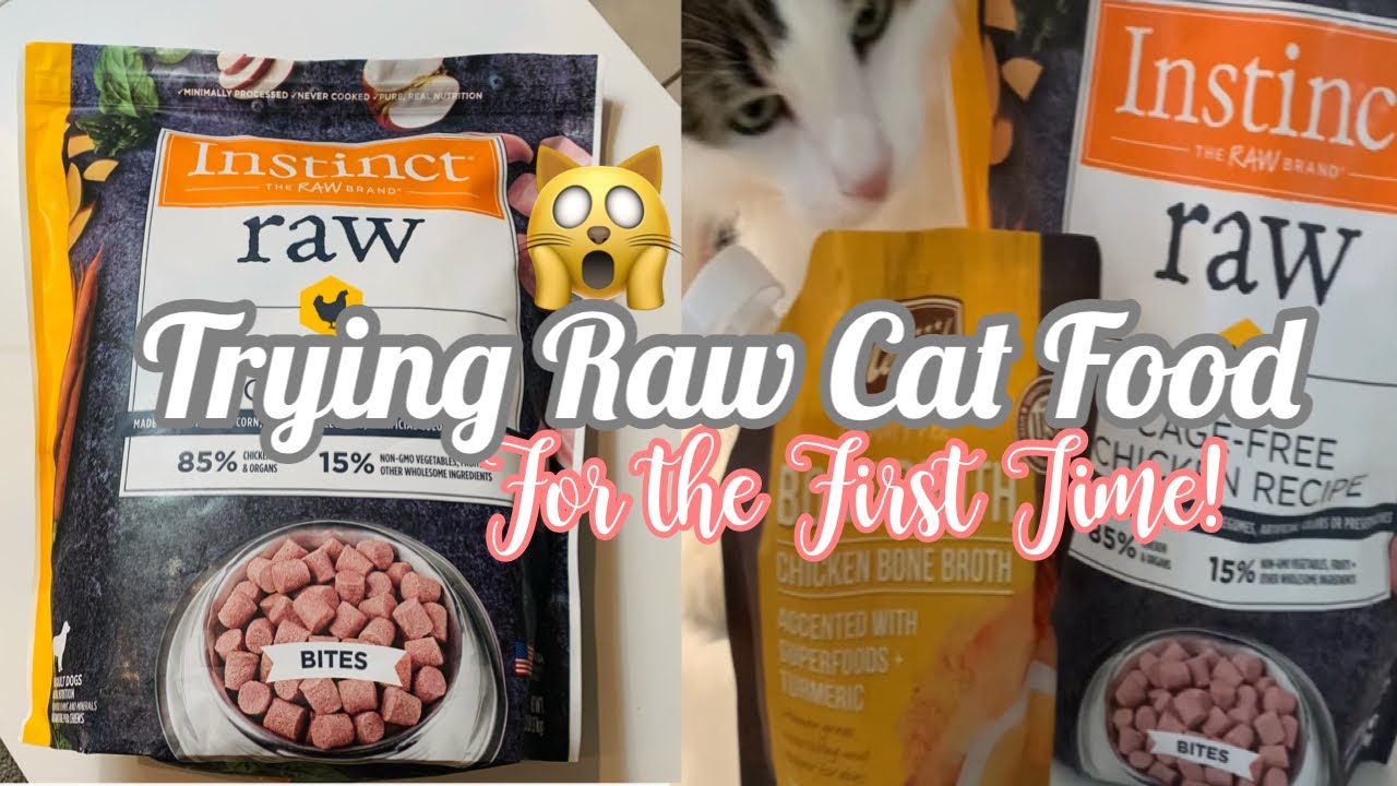 IS RAW MEAT GOOD FOR CATS TRYING RAW FOOD FOR THE FIRST TIME cats is-raw-meat-good-for-cats-trying-raw-food-for-the-first-time-cats