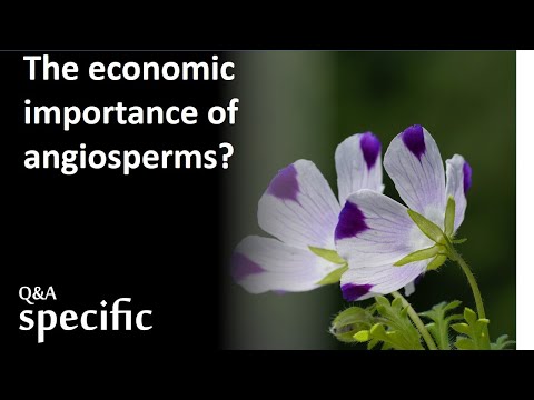 What are the economic importance of angiosperms?