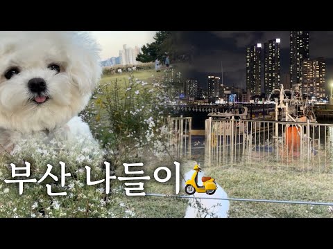 강아지랑 부산, 가볍게 떠나 제대로 즐기기(부둣가 조개구이부터 모모스커피, 이태리상점, 에그타르트 맛집까지)