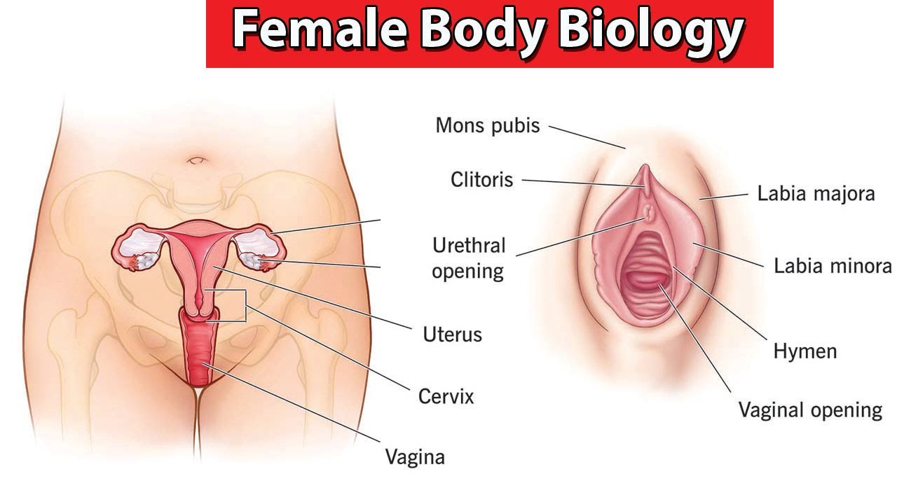 WHAT IS A WOMAN visual data 6