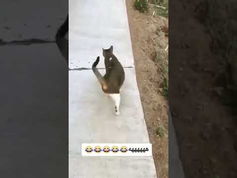 ادلع يا كايدهم 