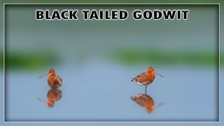 Black Tailed Godwit 4k #rahul_chakraborty #birds #wildlife #nature #birdsounds #naturephotography