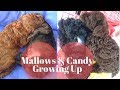 Toy Poodle: Mallows & Candy Growing Up from Newborn to 6 months old