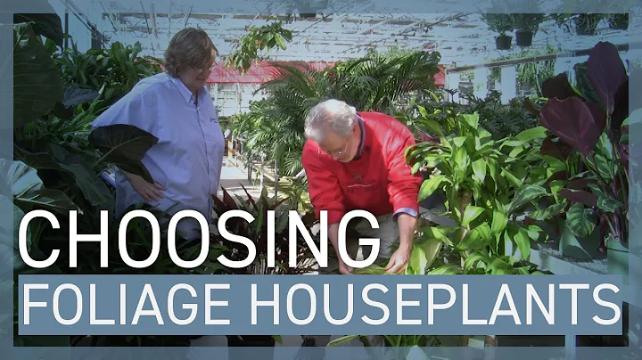 Choosing and Caring for Foliage Houseplants for Di...