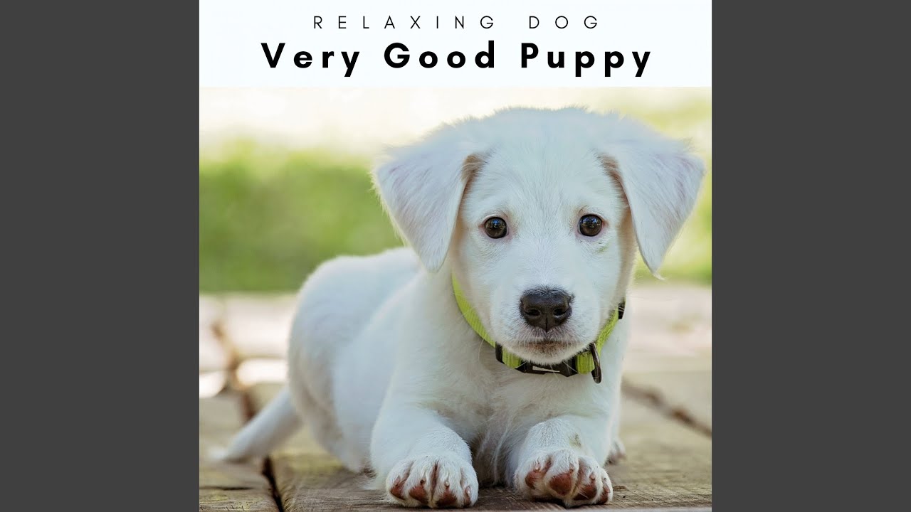 Best Puppies and Stressed Masters (feat. Calm Pets Music Academy, Sleeping Music For Dogs & Dog...