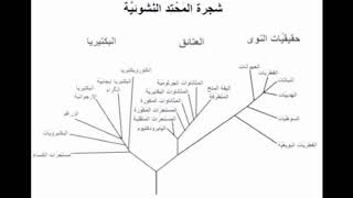 شرح مبسط للشجره الوراثيه phylogentic tree