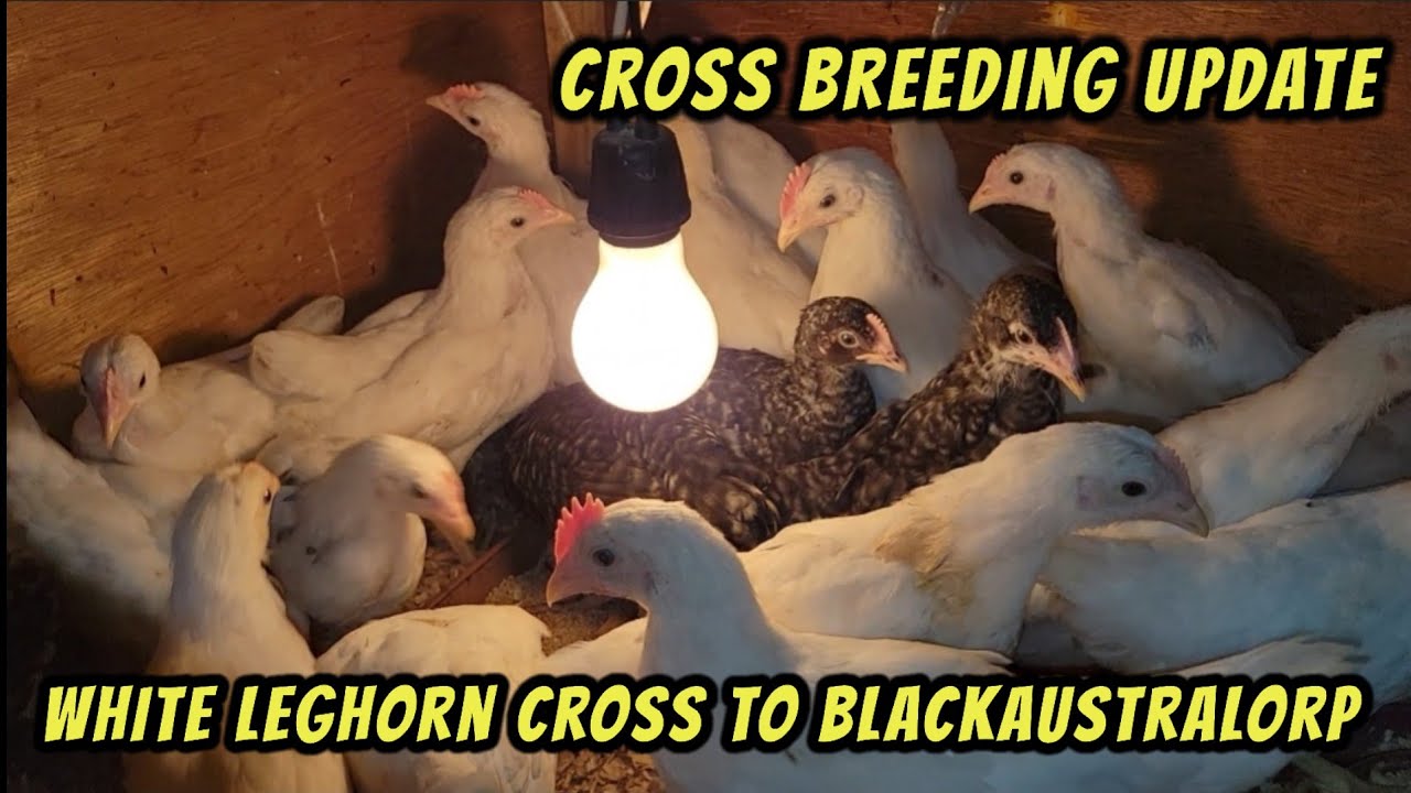 Black australorp cross white leghorn update; Malalaki na! YouTube