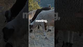 How I Find Calm Every Morning