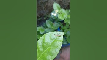 Assassin bug #nature #insects #assassinbug #bug #shorts #youtubeshorts