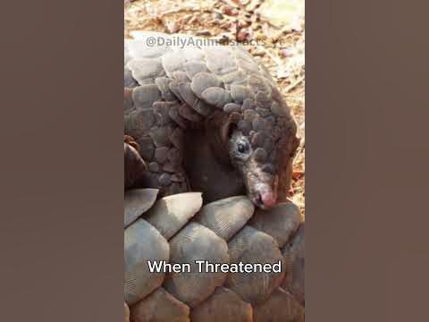 Pangolin: Unique Mammal with Keratin Scales #shorts - YouTube