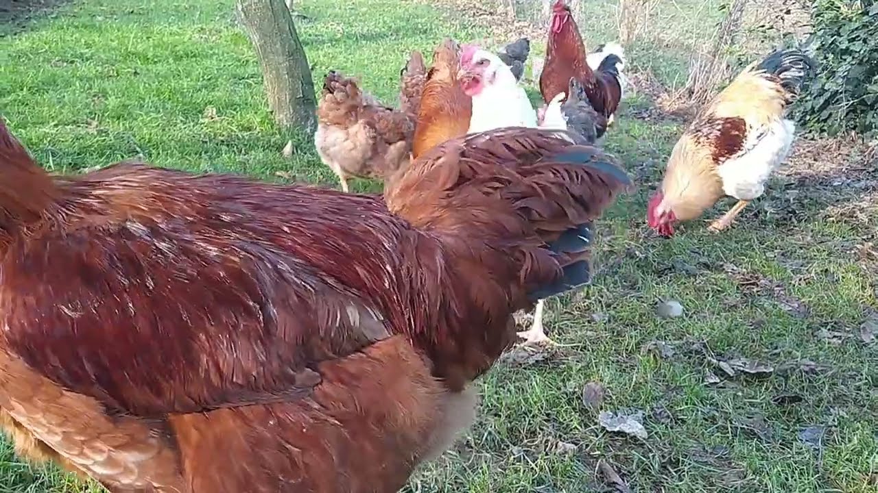 JERSEY GİANT TAVUK HOROZMUŞ