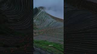 Longji Rice Terraces -Dragon Spine Terraced Rice Paddy in Guilin 桂林龙脊梯田 #tour #travel #旅遊 #旅行