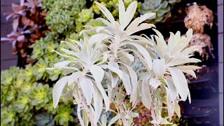 Saging Oc Why Is It Important To Plant Native White Sage? With Suzanne