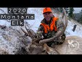 Montana General Elk 2020 (Day 1 "First Day Bull")