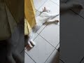 Biar Aku Disini #cat #sipus #kucing #catlove #cutecat #kucinglucu #shortvideo #klanayuda