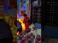 #goldenretriever #funny #pooja #festival #diwali #comedy