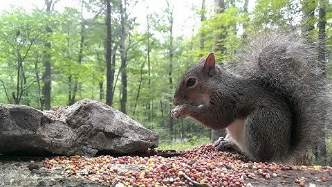 Hungry squirrel eating|food of animals|hungry  #behaviour #feeding #milk