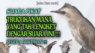 Suara Pikat Trucukan Paling Ampuh Terbaru 2022 || Auto Lengket