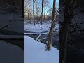 What's Going on in the Beaver Lodge? #nature #naturelovers #winter #beaver #snow #cold #wildlife