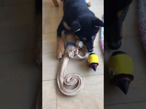 渡邉昌次ブリーダーからお迎えした柴犬：楽助くん