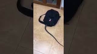 Un serpent géant qui rentre dans un sac a dos !