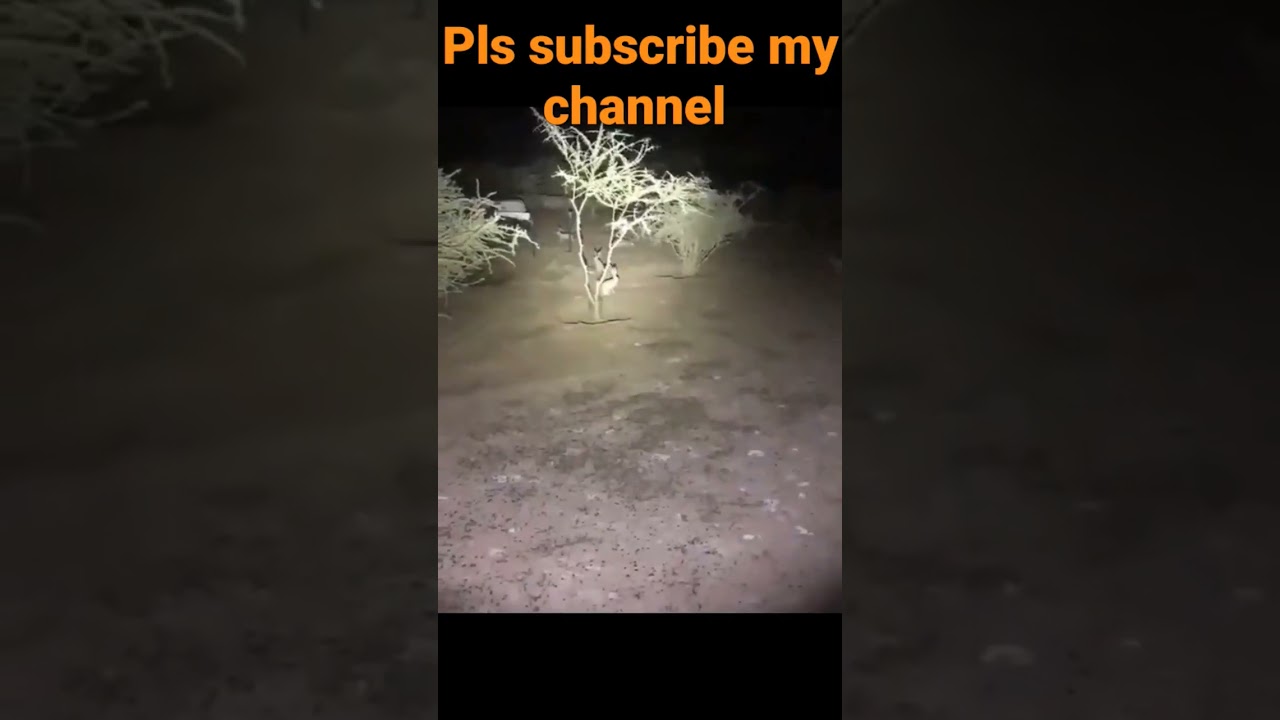 rabbit  hunting  night  12am full rabbits 🐰🐰 