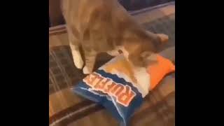 Cat Wants Some Chips