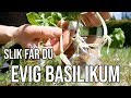 EVIG BASILIKUM fra urt kjøpt på matbutikk!