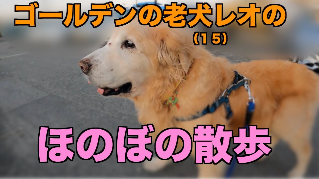 ゴールデンレトリバー老犬レオのお散歩 がんばる15歳 Youtube ゴールデンレトリバー老犬レオのお散歩 がんばる15歳 Youtube