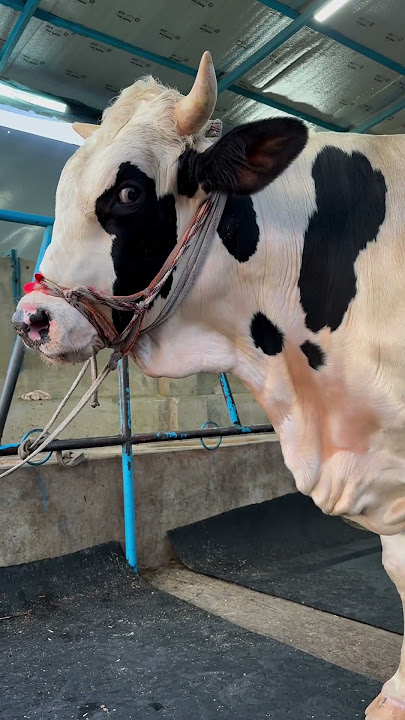 Biggest cows in Bangladesh..  Australian cow