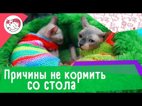 4 причины, почему кошку нельзя кормить едой со стола