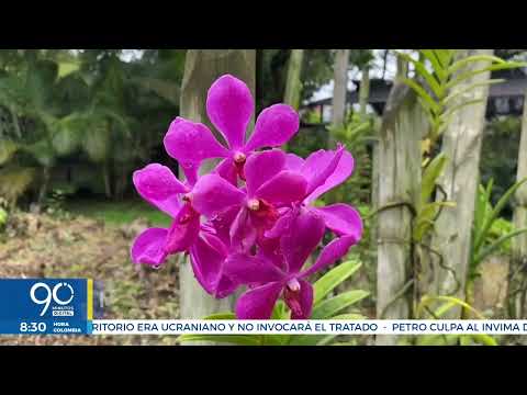 Exposición Internacional de Orquídeas: la belleza y colorido de las flores llegará a Cali