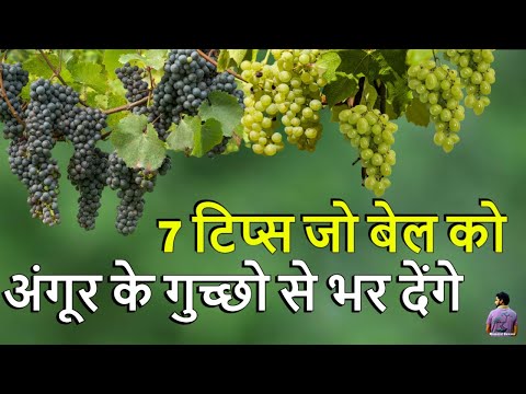 वीडियो: क्या यॉर्क को अंगूर दिए जा सकते हैं