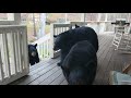 A quick dropin by four black bears on my porch