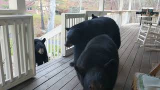 A Quick Drop-in by Four Black Bears on my Porch