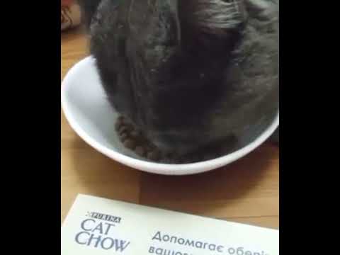 Cat Chow - Лучший корм для котов   Cat Chow - The best food for cats