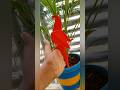 origami#parrotvideo#shortsfeed#subscribe#art#