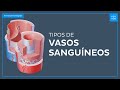 Vasos sanguíneos - Anatomía Fácil | Kenhub