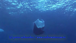 Manta rays - mating and copulation