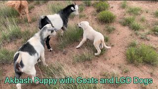 Akbash Puppy with Goats and Big LGDs