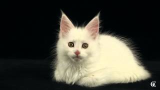 Котенок мейн-кун, окрас белый, Omaha Grey Claw`s в 9 недель http://coonplanet.ru/ Котенок мейн-кун, окрас белый, Omaha Grey Claw`s в 9 недель http://coonplanet.ru/