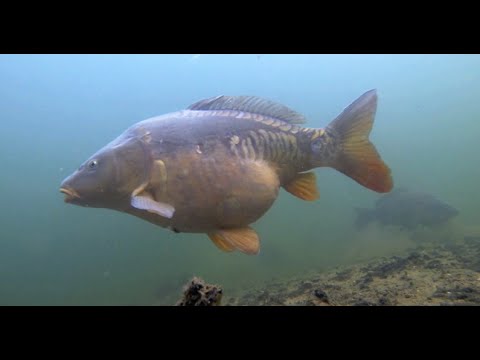 Video: Uuden Fosforilähteen, Magnesiumvetyfosfaatin (MHP) Vaikutus Karpin Cyprinus Carpio -kasvun Kasvuun, Fosforin Käyttöön Ja Fysiologisiin Vasteisiin