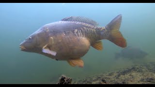 Carp Cyprinus Carpio Underwater Uk