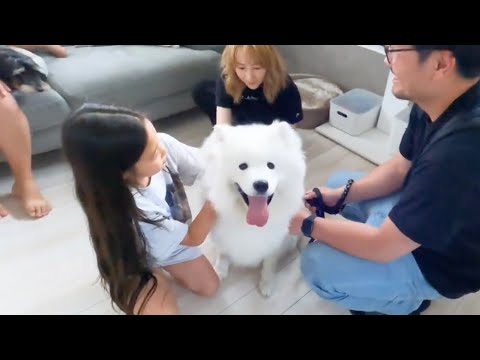 人懐っこいサモエド犬とわんこ大好きっ子たちが可愛すぎた!