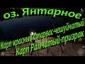 Русская рыбалка 4 - озеро Янтарное - Карп красный Старвас-чашуйчетый - Карп Рамчатый-призрак