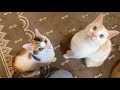 美人姉妹あおみつ!!!